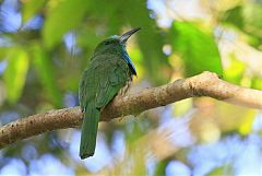 Blue-bearded Bee-eater